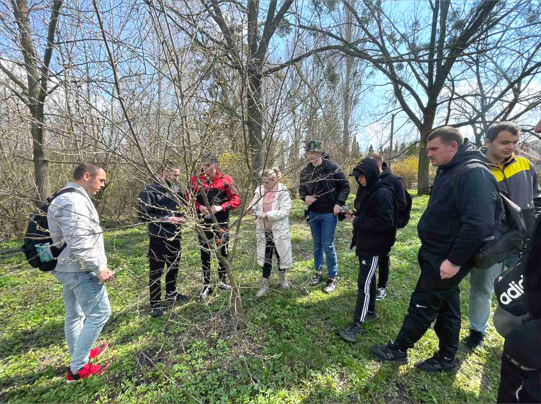 Щеплення плодових порід
