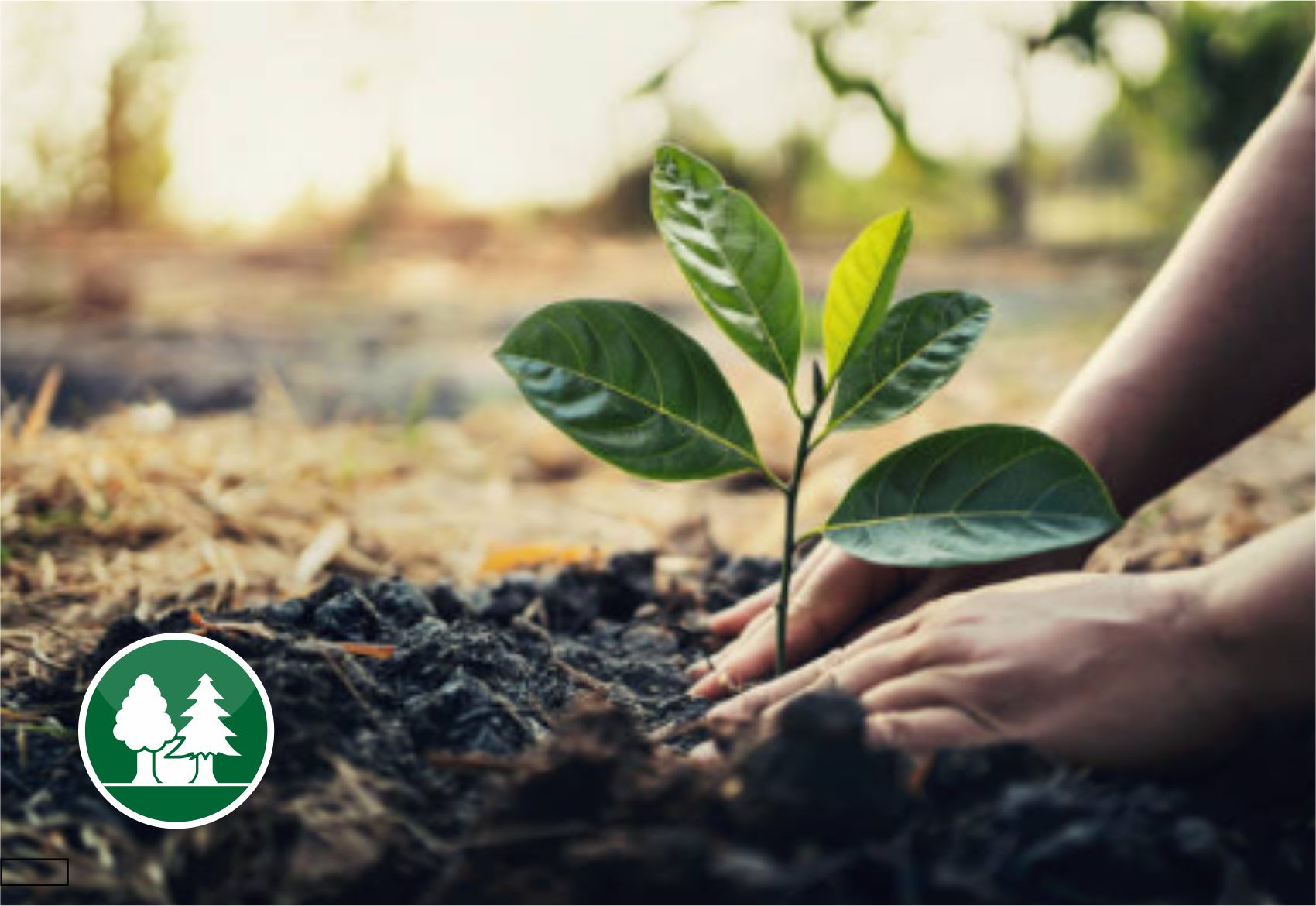 Лісове господарство